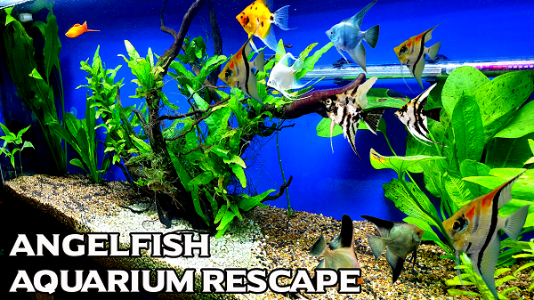 sims 4 cats and dogs walmart