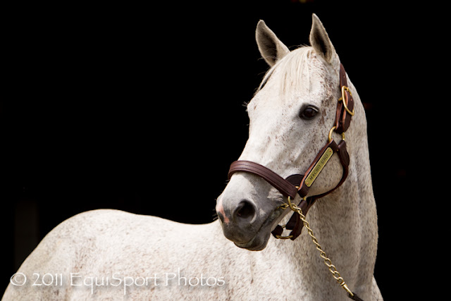 Turf & Dirt - On Horse Racing: Macho Uno... Portrait Session