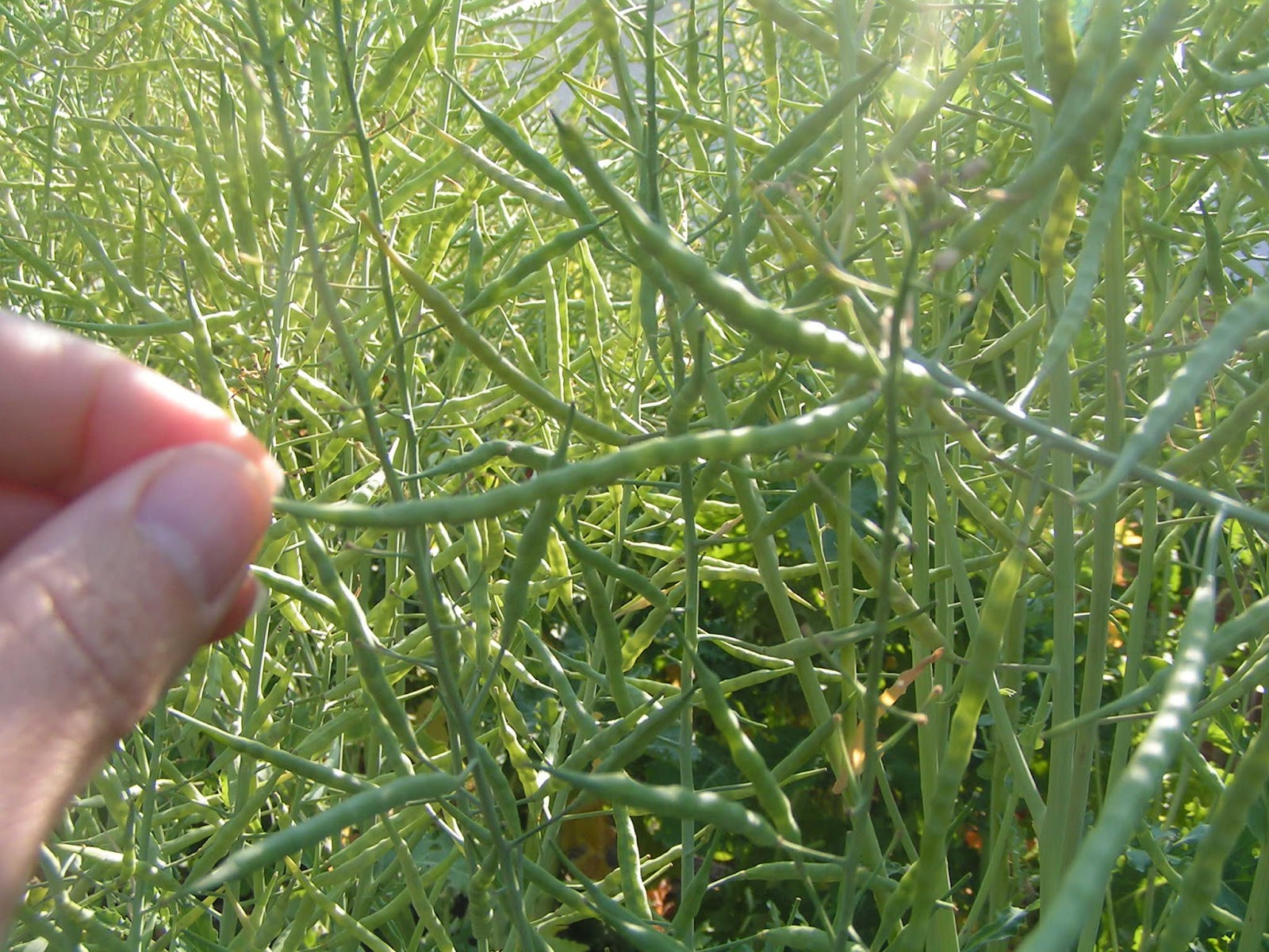 Frugal Home and Health Flowering and seeding kale (saving kale seeds