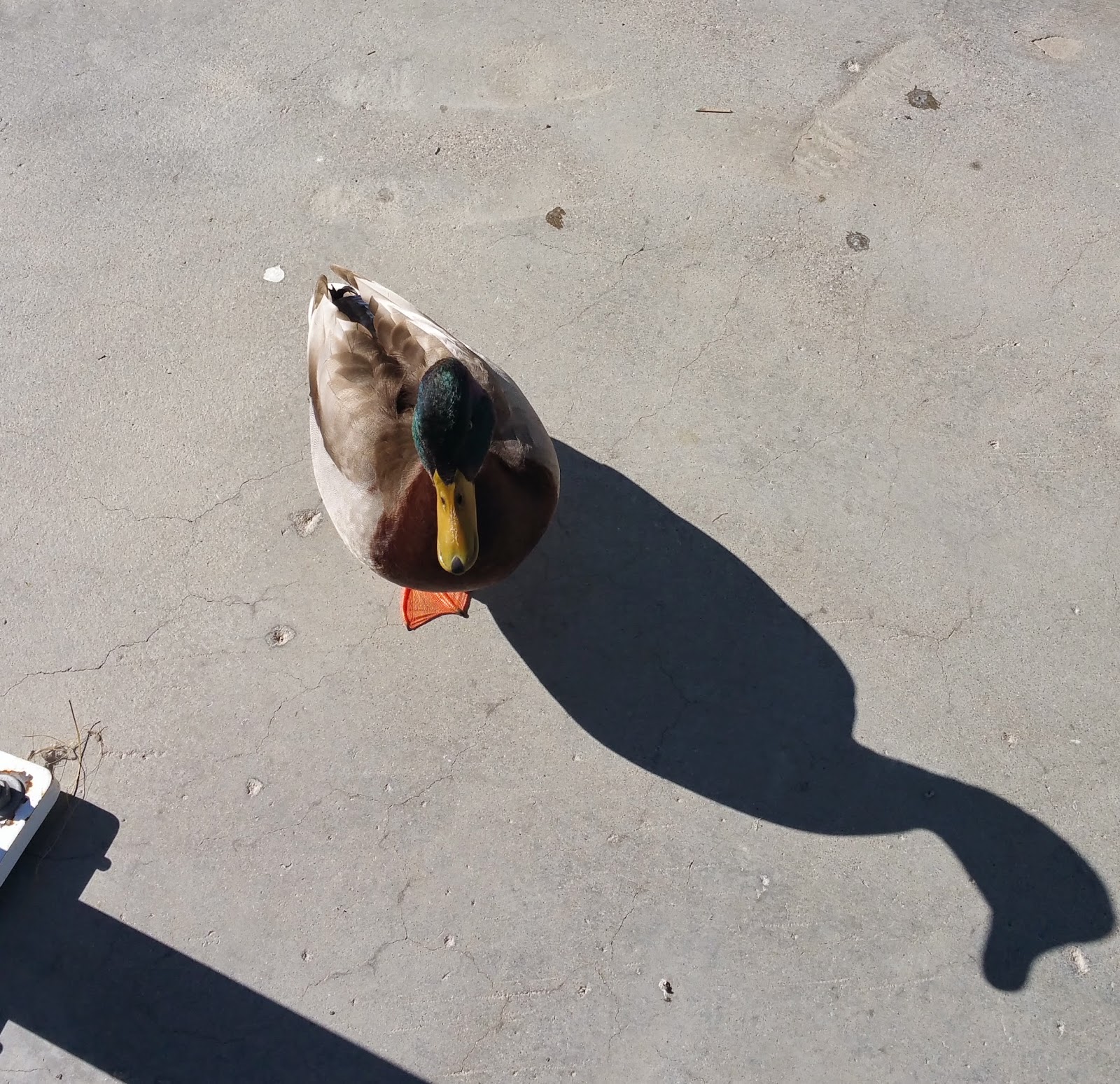 Laughlin Buzz 6 More Weeks of Winter Weather in Laughlin