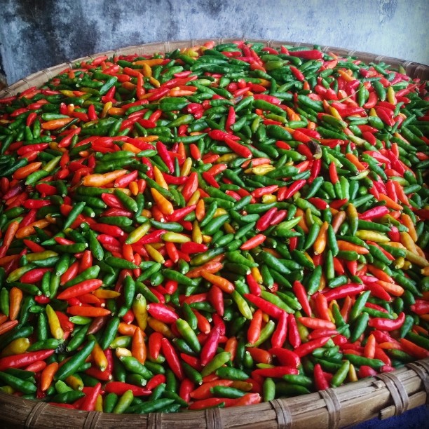 Mizo chilli will get recognition of geographical indication (GI) under