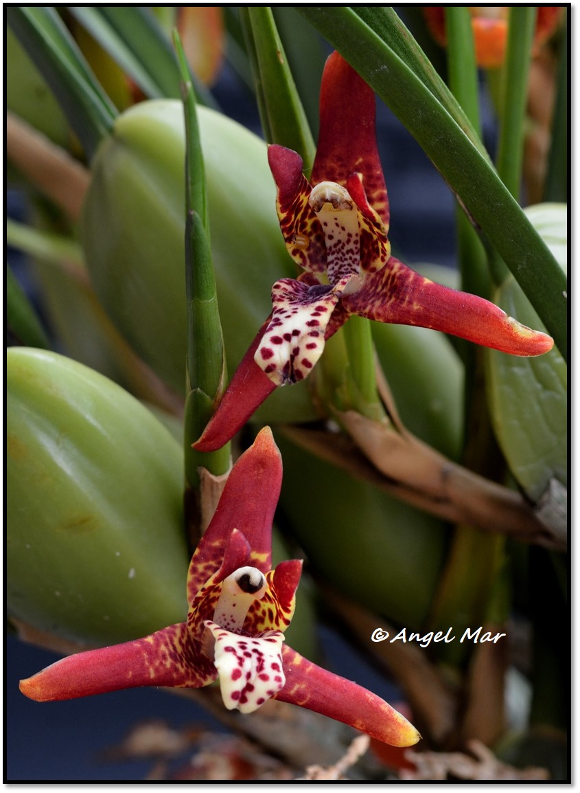 Orquídeas Blog de Angel Mar: Maxillaria tenuifolia: una orquídea que huele  a coco