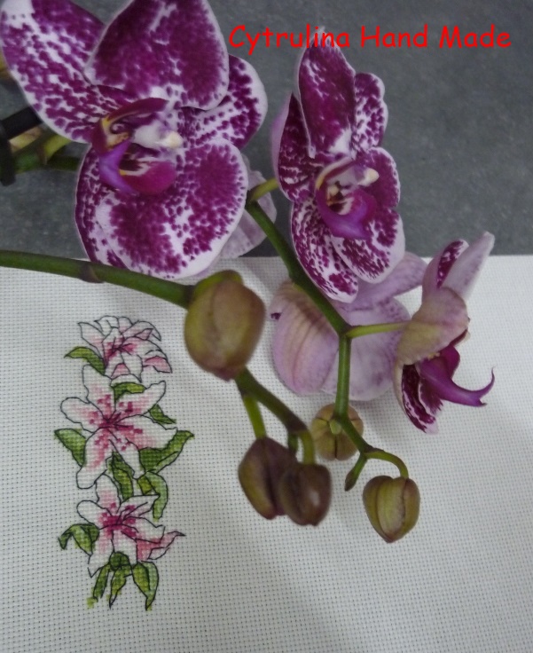 P1150441 - Kwiatowy Rok - Orchidea
