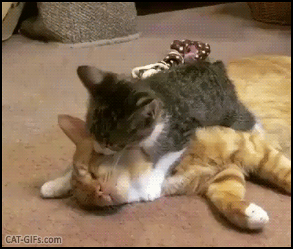Cute Kitten GIF • Helpful kitten lying on his sleepy Mom, licking and grooming her head Cute Kitten GIF • Helpful kitten lying on his sleepy Mom, licking and grooming her head