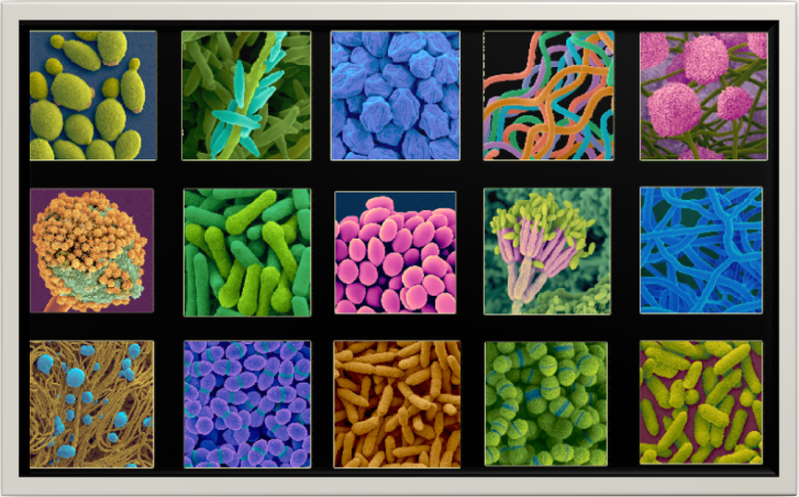Какие микроорганизмы существуют. Разные виды бактерий. Многообразие бактерий. Виды микробов. Разные формы бактерий.