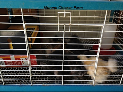  chicks in a cage in the house