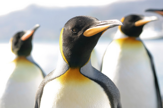 Pinguin antartika