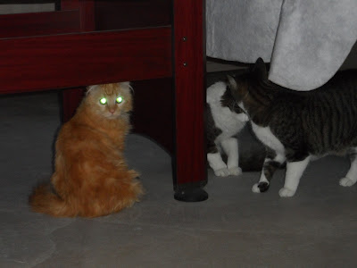 Mika the cat laser eyes, glowing eyes