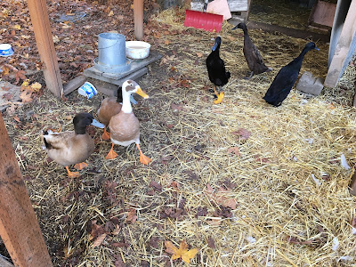 Boys meet girls - bringing three female ducks into our flock