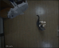 Amazing cat GIF• Nothing can rival the jumping cat. High jump 198cm • 6' 6" • GOOOTCHAAA!