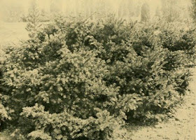 Wednesday Works Planting In Containers For Year Round Interest