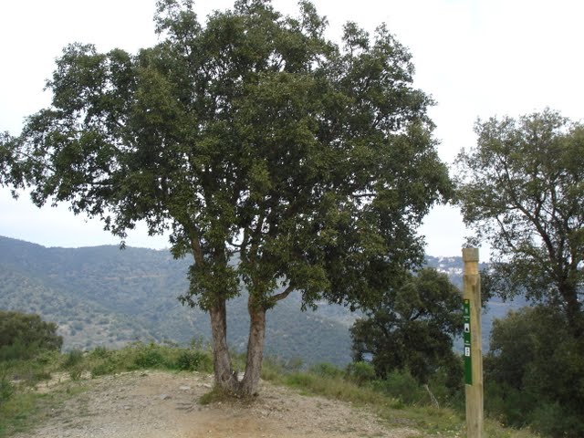 arbres-alzina-quercus-ilex