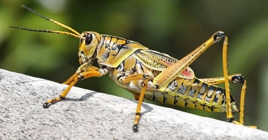Bank Soal Sekolah Dasar Apa yang Dimaksud Stigma pada