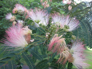 Mimosa Tree at Sloan Park Tree Trail © Katrena
