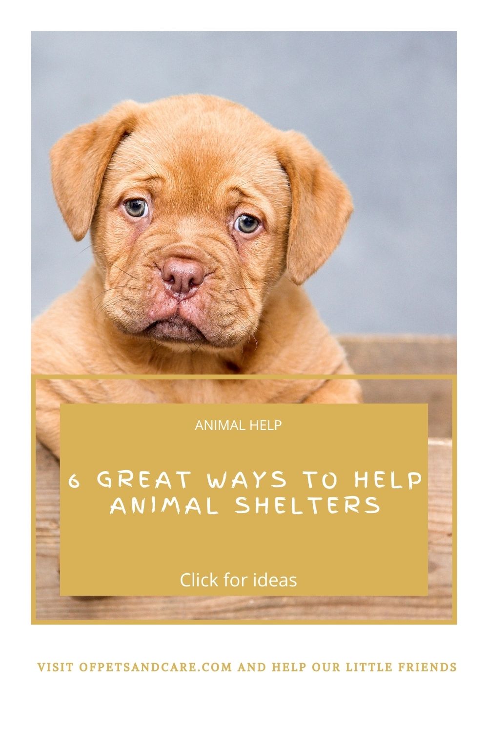 6 Great Ways To Help Animal Shelters