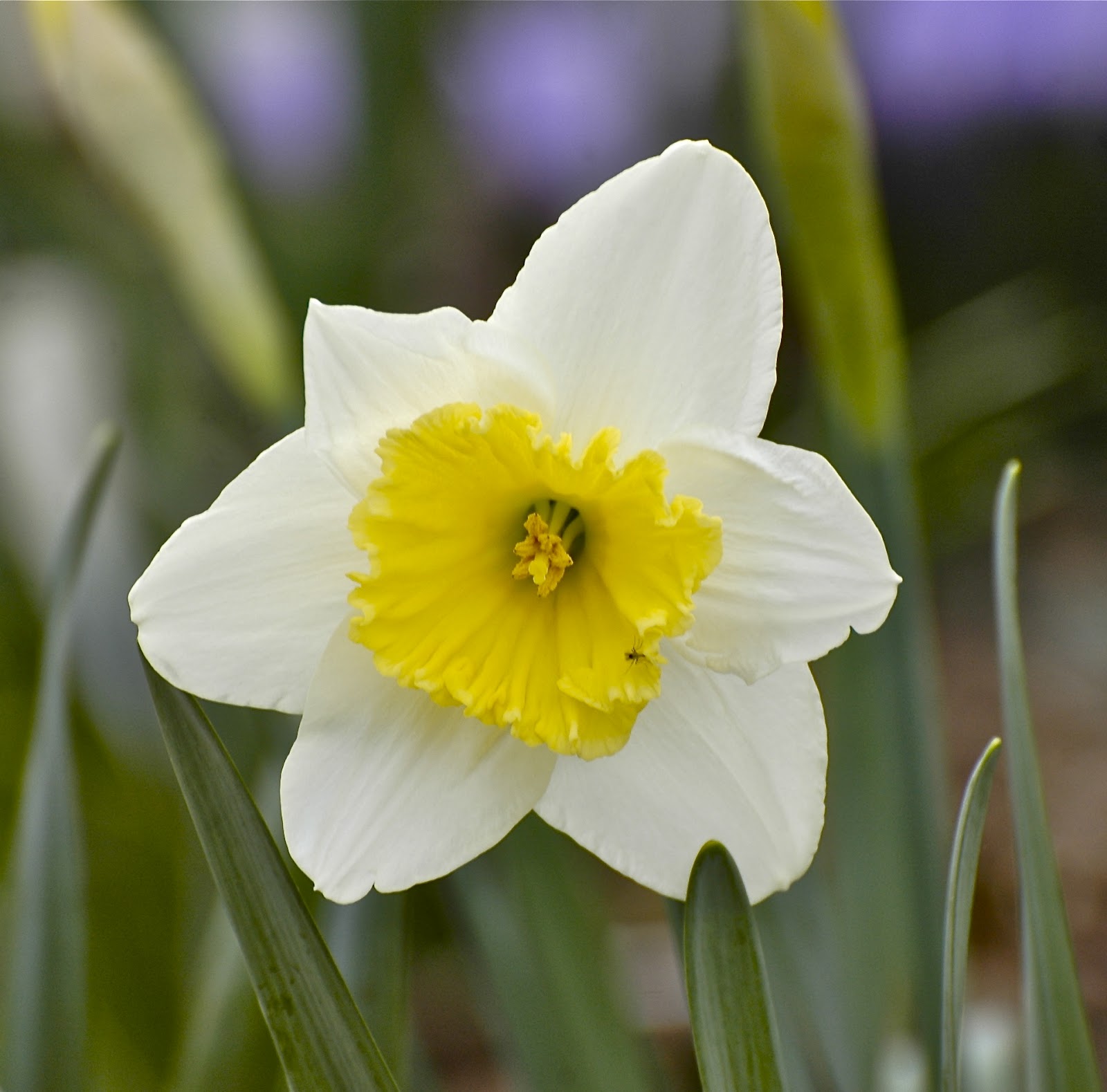 Riverdaze… DELIGHTFUL DAFFODILS