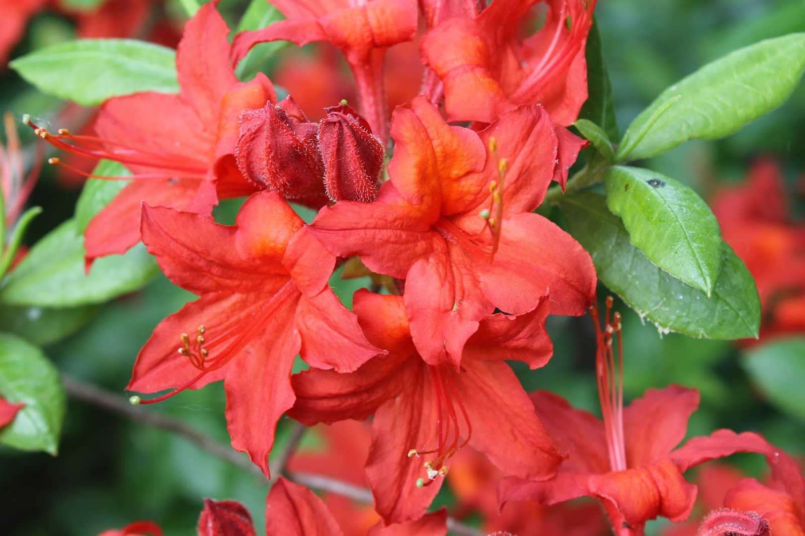Rhododendron Cumberlandense Cumberland Azalea Care And Culture