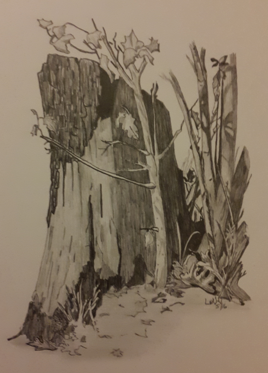 broomstick tree broomstick tree