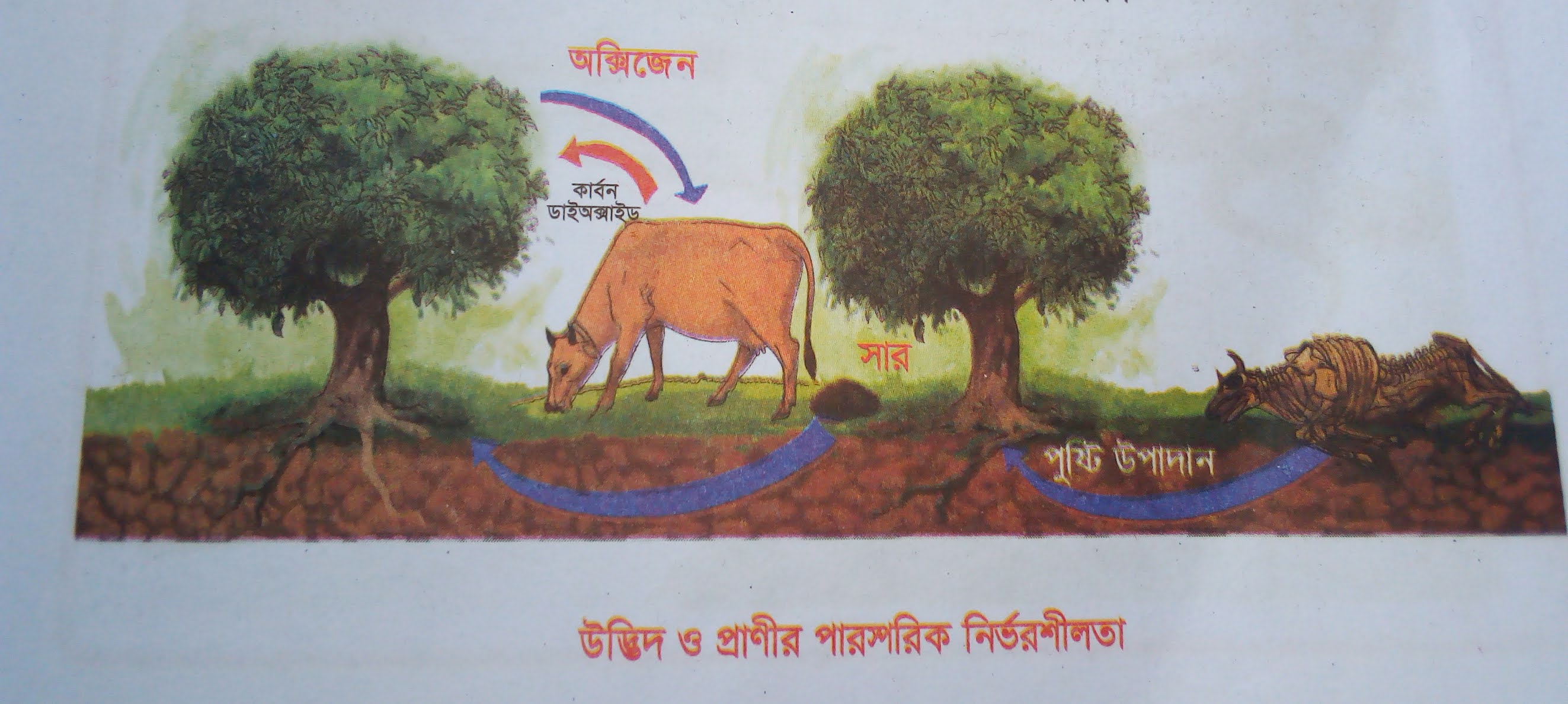 উদ্ভিদ কিভাবে প্রানীর উপর নির্ভরশীল? (How do plants depend on animals?)