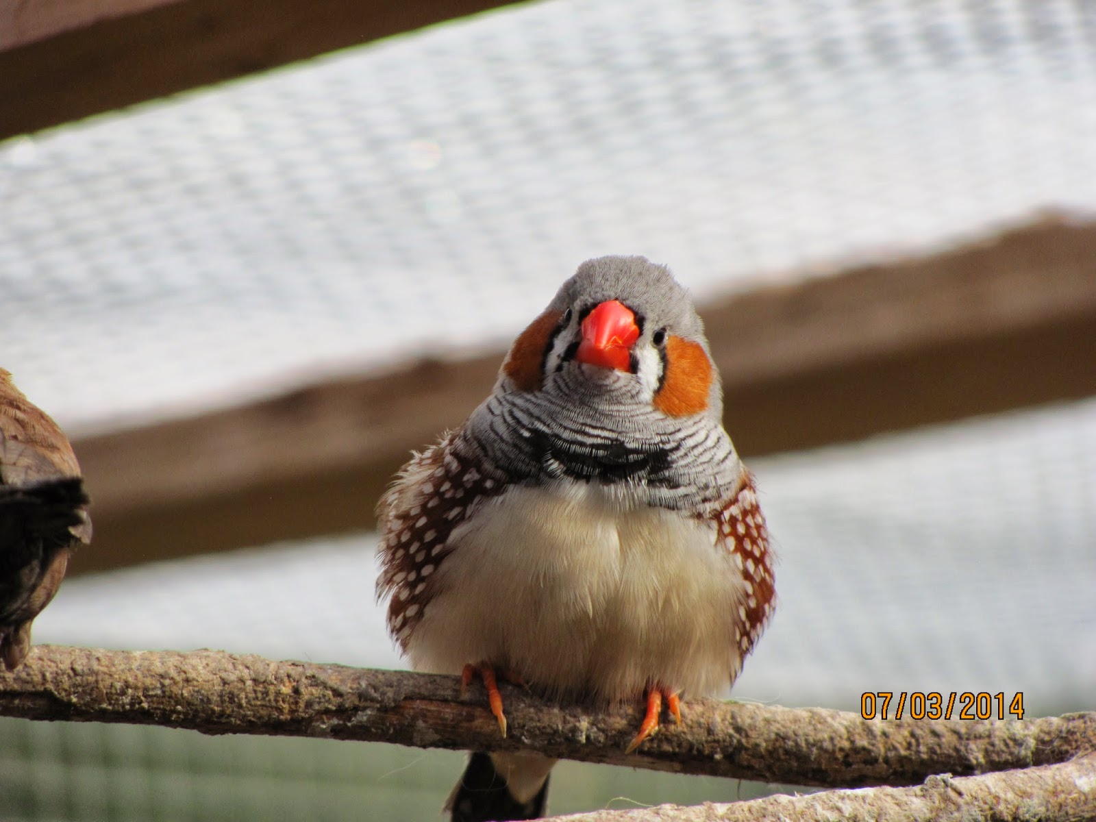 Adventures in Bird-Keeping: Who's Who of Exotic Finches