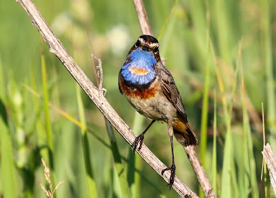 Самец варакушки (Luscinia svecica) Bluethroat