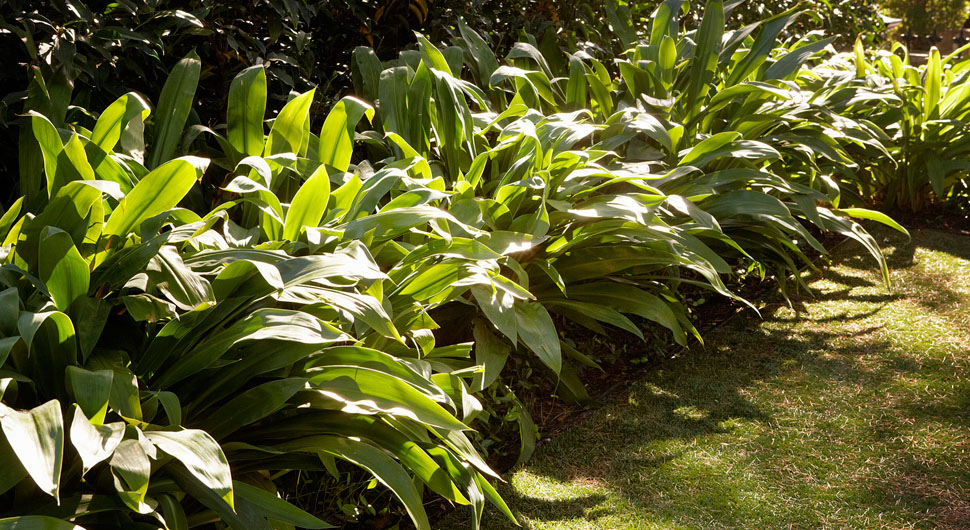 Jack Merlo Garden Design - Home and Courtyard