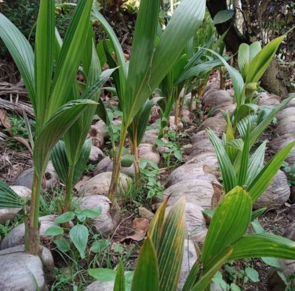TERMURAH Bibit Kelapa Hijau Kelapa Dalam Super Genjah Yogyakarta