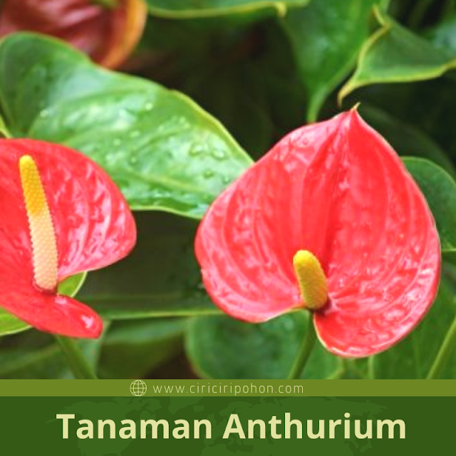 Ciri Ciri Pohon Tanaman Anthurium