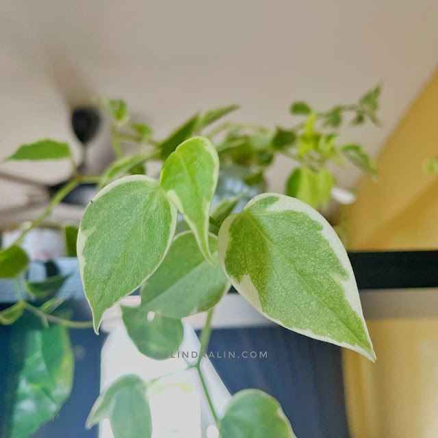 SAMBUT HARI MERDEKA KE 64 TAHUN DI NURSERI BELI POKOK GANTUNG INDOOR PEPEROMIA SCANDENS CUPID SAMBUT HARI MERDEKA KE 64 TAHUN DI NURSERI BELI POKOK GANTUNG INDOOR PEPEROMIA SCANDENS CUPID