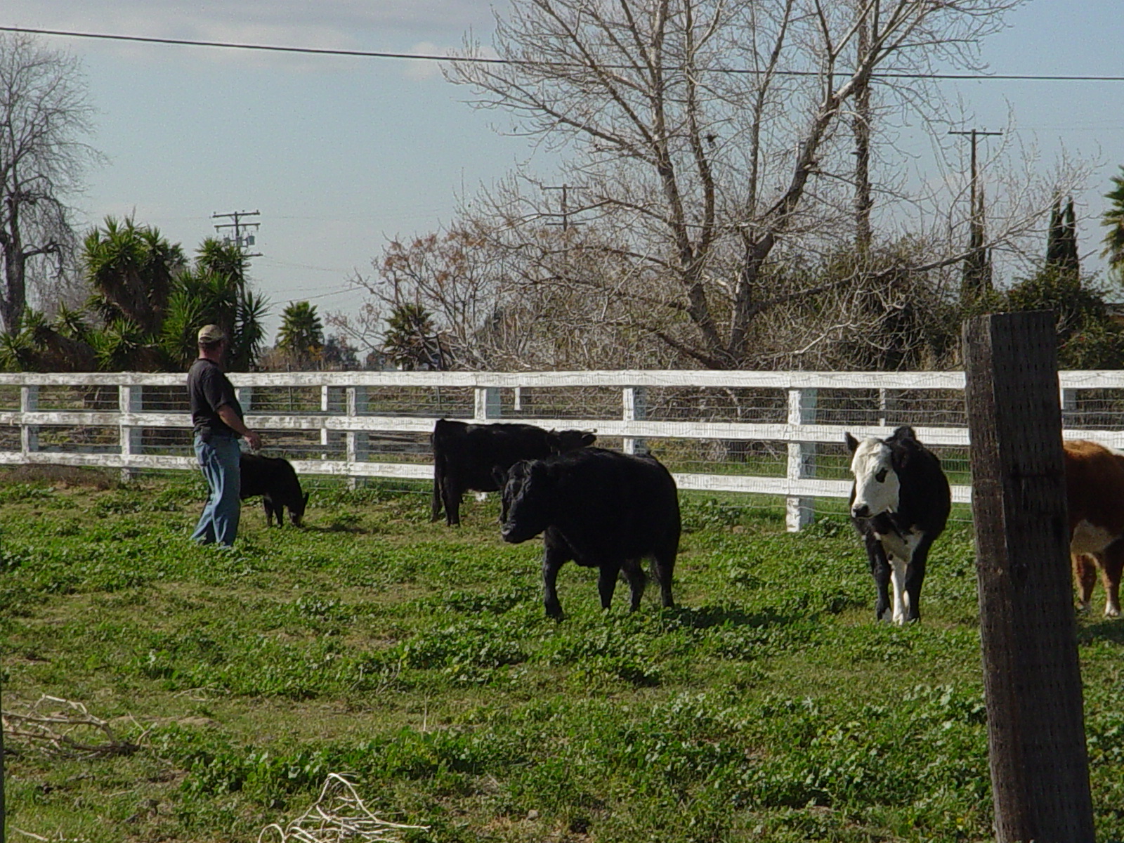Feb. 14th 2012 - Pasture Rotation System For Heritage Cattle