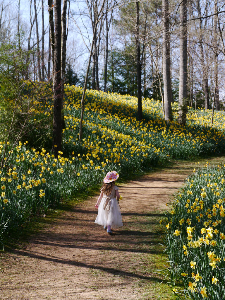 Earth and Space News Daffodils in North America’s Perfectly Flowering