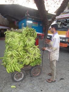 "Nendran " variety raw bananas for sale in Ernakulam Vegetable market.