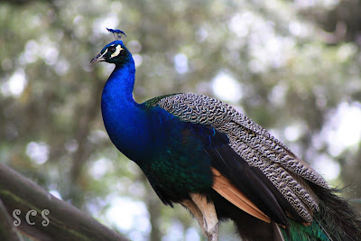 Pavo Real, Zoológico de Madrid Pavo Real, Zoológico de Madrid by Susana Cabeza