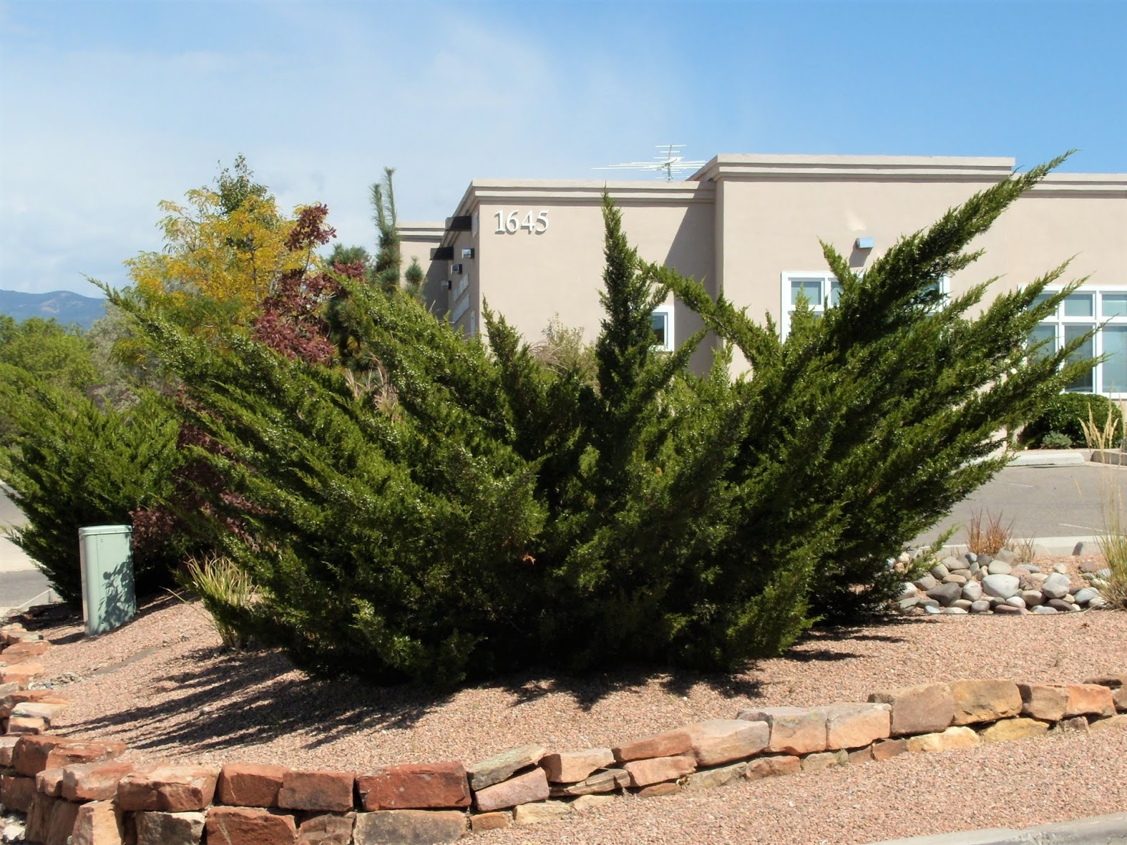 Match Maker Picking the Right Shrub/Tree for Your Area