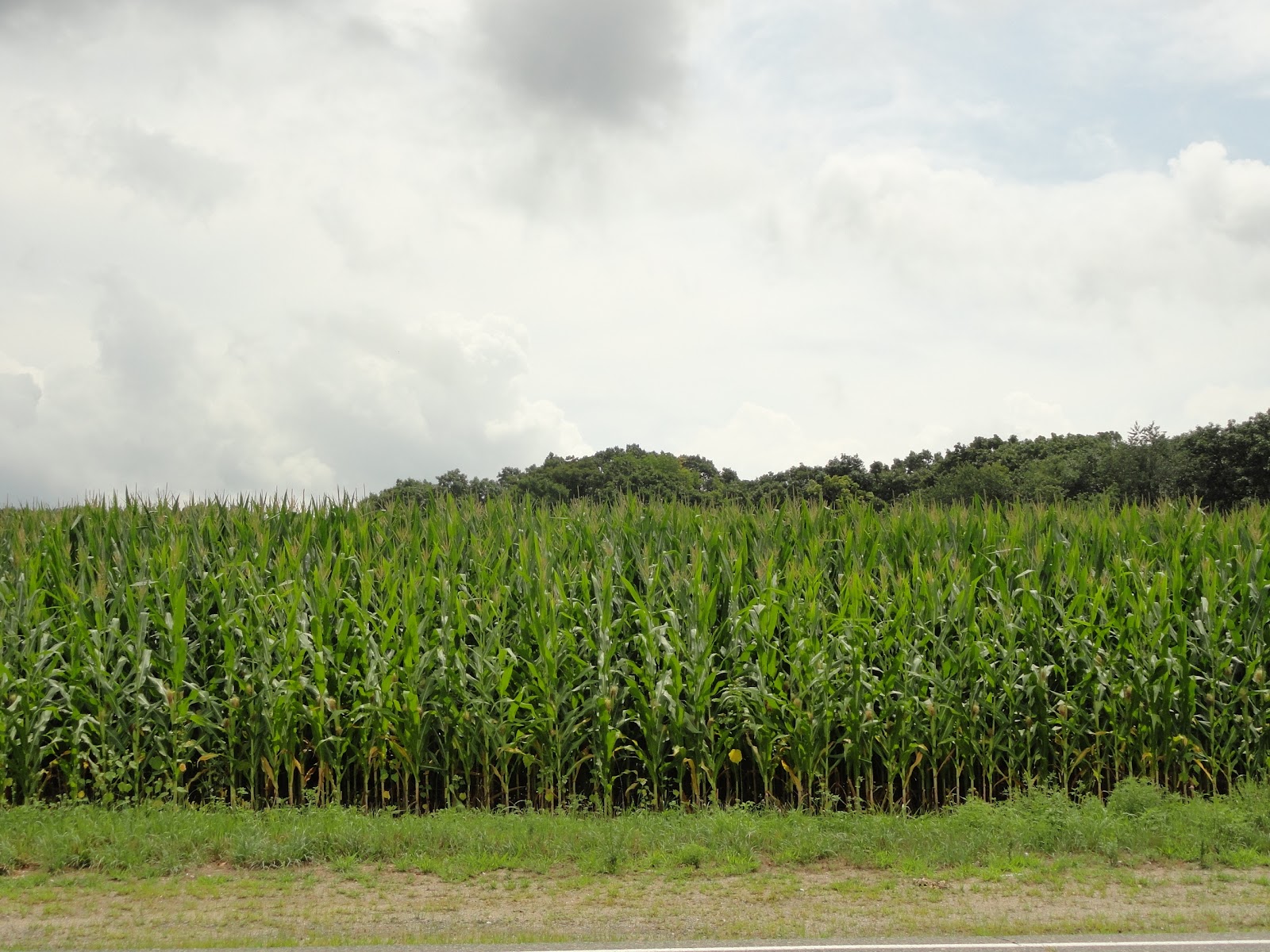 WHS AP Bio 2012 Hussain C3 and C4 Organisms