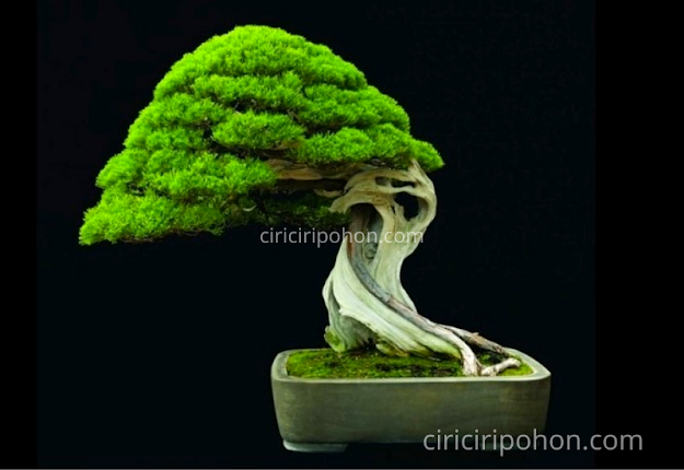 Ciri Ciri Pohon Bonsai