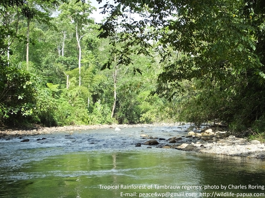 Flora and Fauna from Cendrawasih Land: Rainforest Tour in Tambrauw