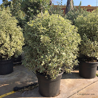 Pittusporum tenuifolium variegata planta ideal para grupos  setos o barreras bajas.