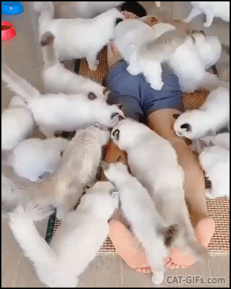 Incredible Cat GIF • Heaven on earth for cat lovers! 15 colorpoint kitties on human lying on floor. WTF? Incredible Cat GIF • Heaven on earth for cat lovers! 15 colorpoint kitties on human lying on floor. WTF?