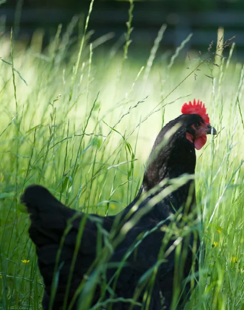 black hen in tall grass