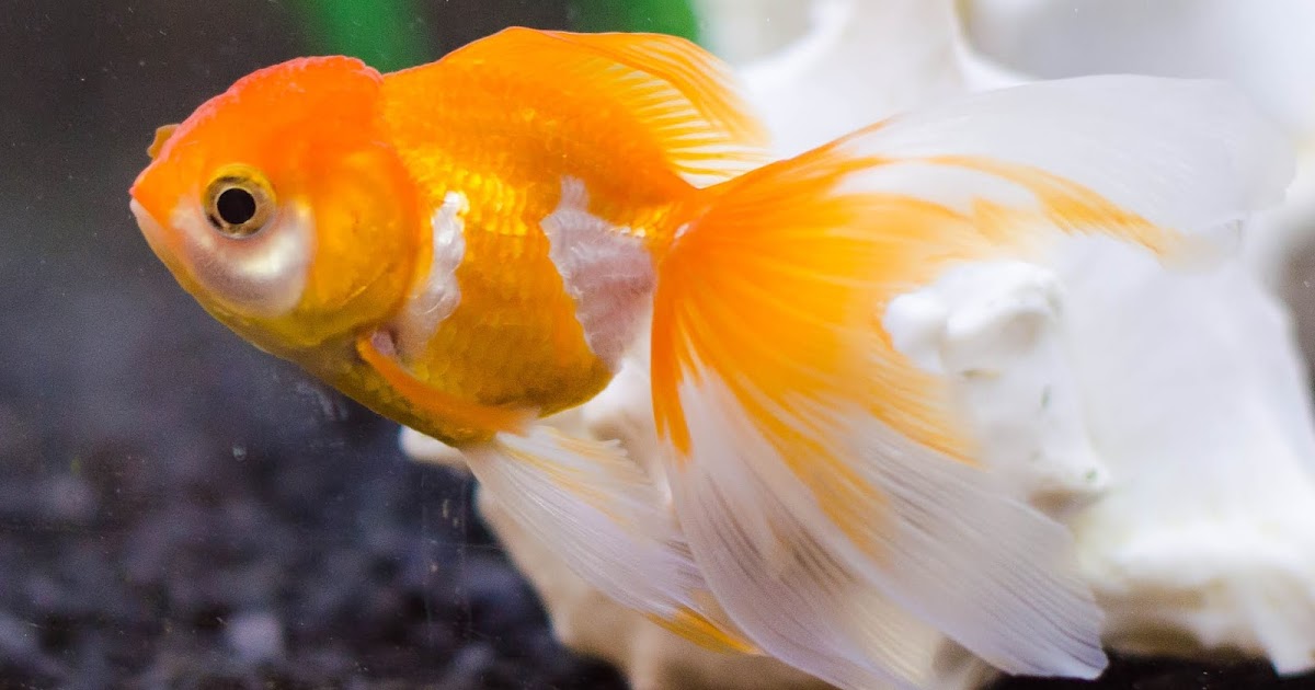 5 Best Cold water Fish That Don’t Need a Heater