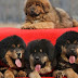 Οι 10 πιο ακριβές ράτσες σκύλων στο κόσμο