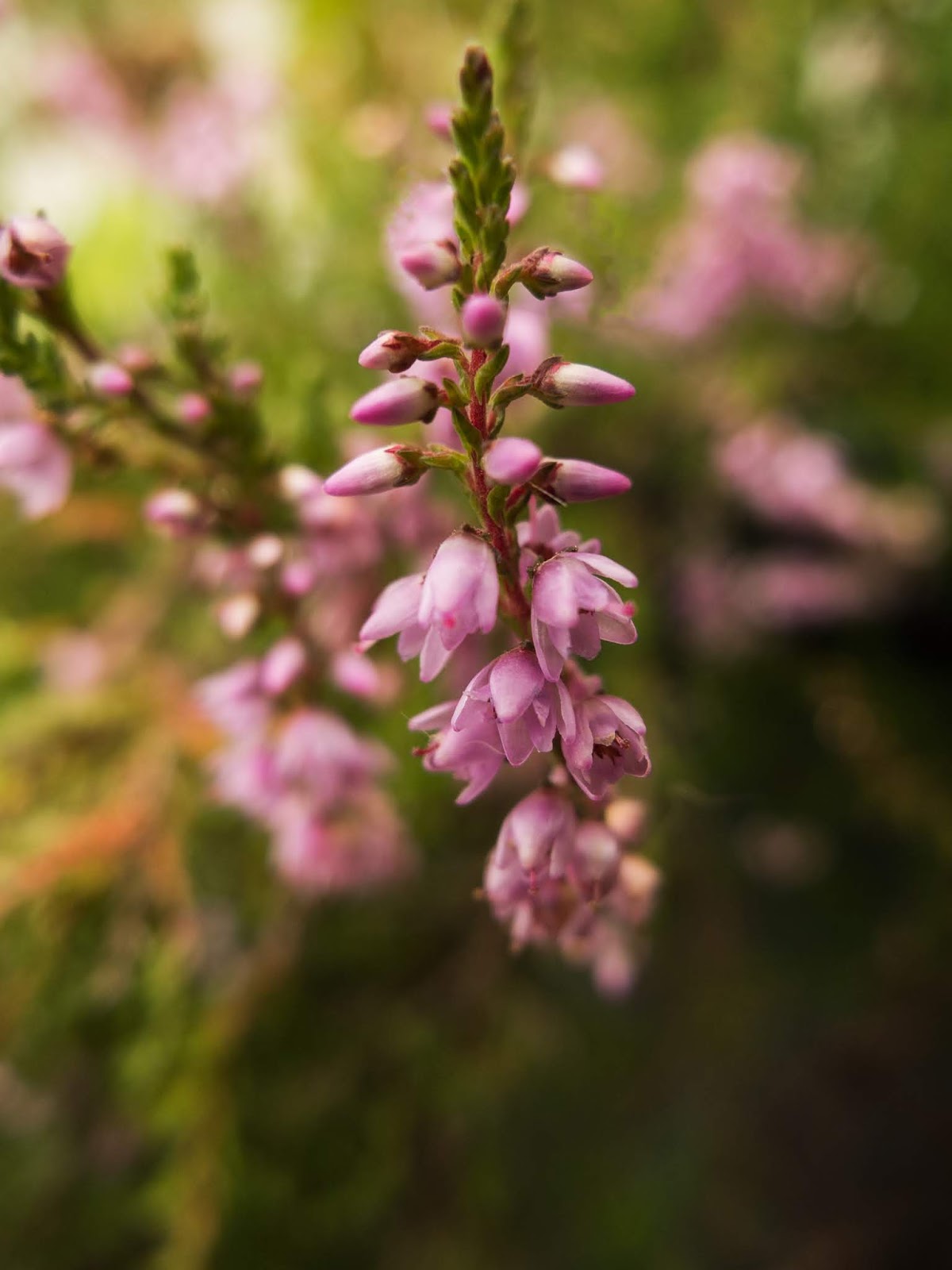 A macro of tiny pink Heather flowers.