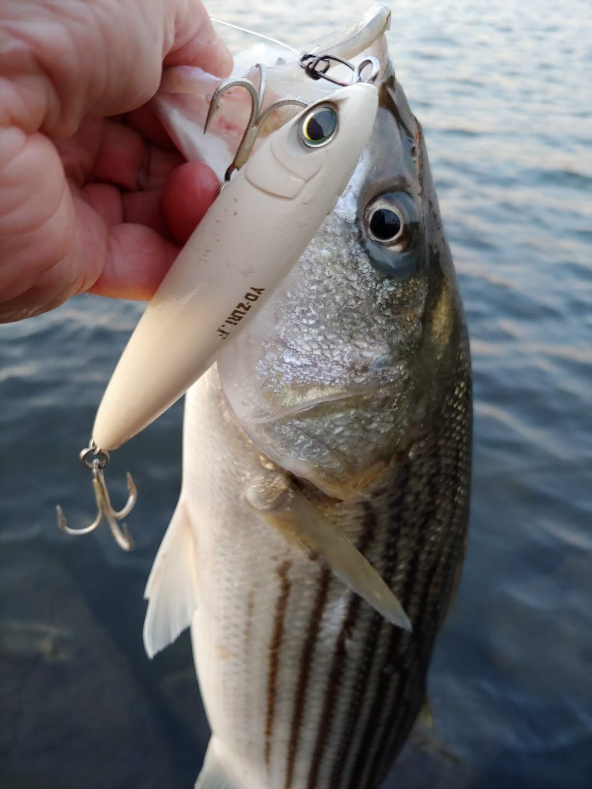 Rhode Island Striped Bass Hot Plug of the Week....YoZuri Hydro Pencil