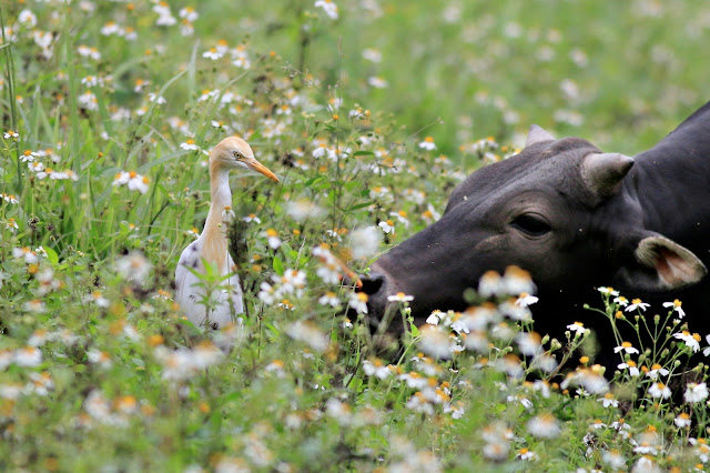 Cattle egret with cattle nearby