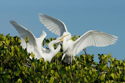 bird neck florida shaped dazzling canoe had