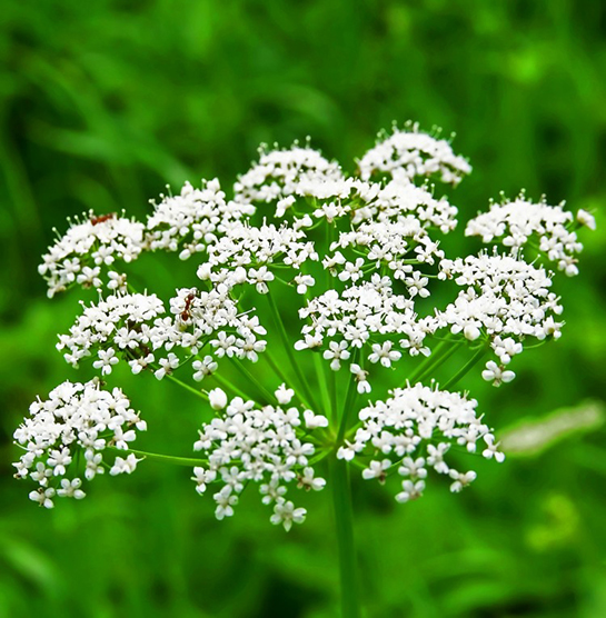 sosyal yasamda alternatif cesme anasonu