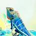 Chameleon | ఊసరవెల్లి జీవితా చరిత్ర | oosaravelli
