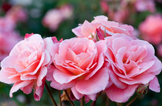 13 Kata Mutiara Tentang Bunga Mawar Dalam Bahasa Inggris Dan Artinya Kata Kata Bijak Bahasa Inggris Dan Artinya