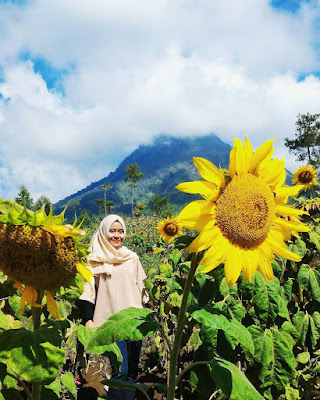 kebun bunga matahari mega star